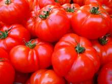 CROP Croatia: Jerko Trogrlic and Jan de Jong to Make Croatia Plant Again