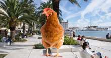 Want to stand out on the weekend promenade? Take your pet chicken with you.