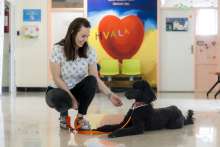 KBC Split Acquires First Therapy Dog in Croatia - Meet Dora