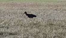 Extinct in Croatia in 18th Century, Northern Bald Ibis Lands in Grobničko Polje (VIDEO)