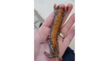 Split Fish Market Reveals Unusual Mantis Shrimp Never-Before-Seen in Adriatic