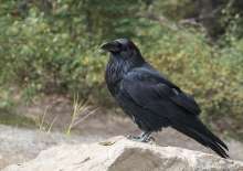 Zagreb Crows Attack and Injure Number of People - Warning Issued