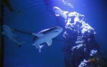 Aquarium Pula Receives Friend of the Sea Sustainability Certificate