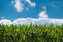 HRK 121 Million Earmarked For Vulnerable Sectors In Agriculture