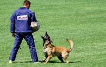 Dog Sports: 6th International Grand Prix Croatia held in Odra
