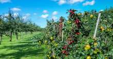 The first community orchard in Croatia will be the City of Varazdin's