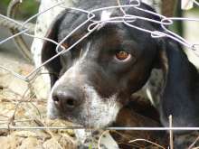 Croatian Firefighting Community Joins Campaign Against Chaining Dogs
