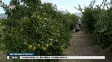 Neretva Mandarin Harvest Begins!
