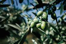 Olive Picking Experience in Podstrana: A Short and Visual Story