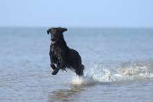 Animal-Friendly Gradac: From Dog Beaches to City-Funded Cat Sterilizations