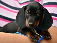 Zagreb Dogs Checked for Microchips, Fines Await Irresponsible Owners