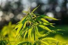 MP Calls for Revising List of Drugs, Adopting Rules on Cannabis Cultivation