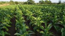 British American Tobacco to Invest HRK 400 million in Kanfanar Factory
