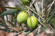 Croatian Olive Growers Say Olive Oil Prices Will Increase Significantly