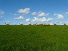 Drought Especially Tough on Croatian Sheep Farmers: Hardest Year in Last 30
