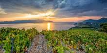 Dubrovnik-Neretva County Wineries Moving Into the Spotlight