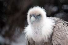 LIFE SUPport - Project for Croatian Griffon Vulture Protection
