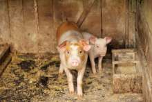 New Pig Breeding Centre in Glina Arouses Hope of Agricultural Recovery