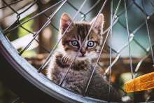 Locations to be Chosen for Public Cat Feeding Areas in Zagreb